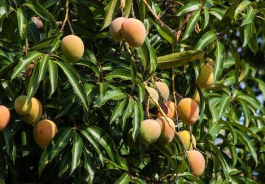 芒果树几年能结果 