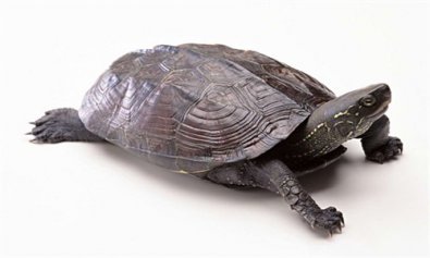 乌龟退壳代表什么