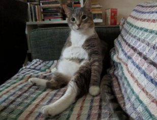 猫像人一样坐着是病吗