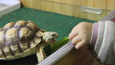 乌龟需要每天喂食吗