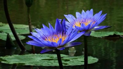 蓝莲花是什么花