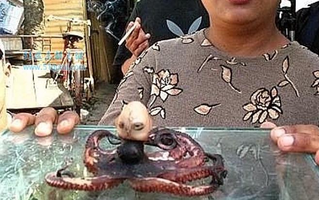 印尼章鱼人还活着吗