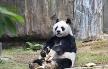 35岁大熊猫在香港接受安乐死 为什么要安乐死原因揭露令人泪崩