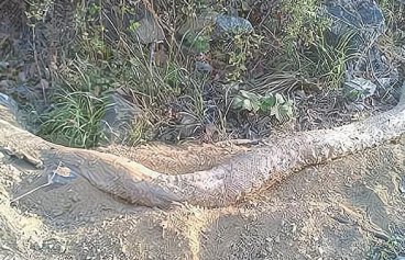 桂平挖蛇事件1995年安徽巨蟒渡劫 险些化成龙却被打断是怎么回事