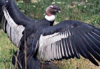 安第斯神鹫吃什么 安第斯神鹫灭绝了吗揭露他们的天敌是什么