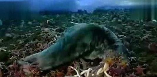 南极巨虫捕食视频