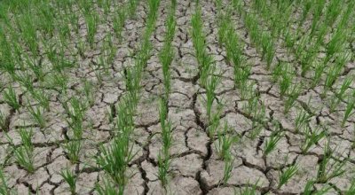 大旱会引发粮价、菜价上涨吗? 极度酷暑干旱导致河流晒干土地开裂