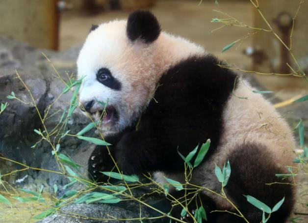 日本再次推迟送回人气大熊猫香香